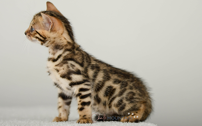 Bengal kitten for sale